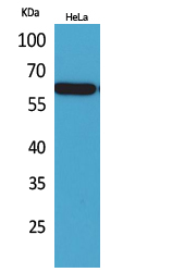 1 - Nectin 3 Polyclonal Antibody AP73444