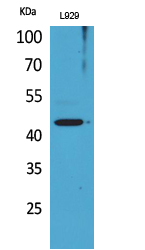1 - Siglec-5/14 Polyclonal Antibody AP73453