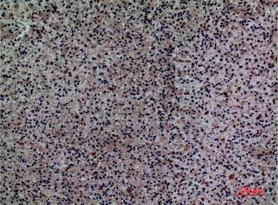 14 - Siglec-5/14 Polyclonal Antibody AP73453