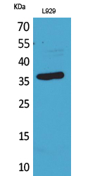 1 - CD300g Polyclonal Antibody AP73455