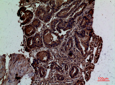 14 - CD300g Polyclonal Antibody AP73455