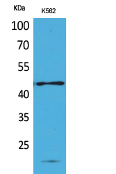 1 - CD241 Polyclonal Antibody AP73467