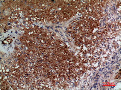 14 - CD241 Polyclonal Antibody AP73467