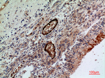 14 - CD241 Polyclonal Antibody AP73467