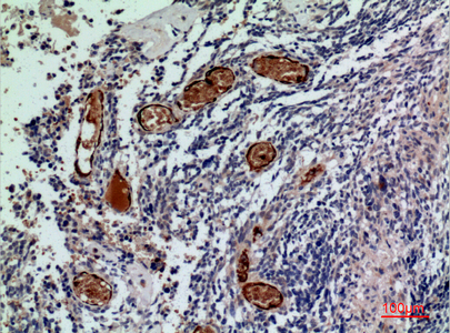 14 - CD241 Polyclonal Antibody AP73467