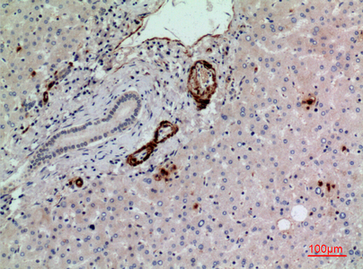 14 - CD241 Polyclonal Antibody AP73467