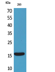 1 - PSP Polyclonal Antibody AP73478