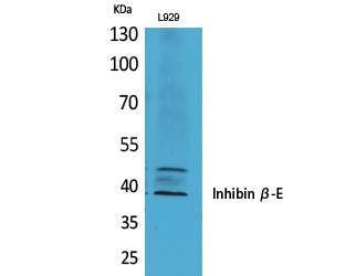 1 - Inhibin β-E Polyclonal Antibody AP73483