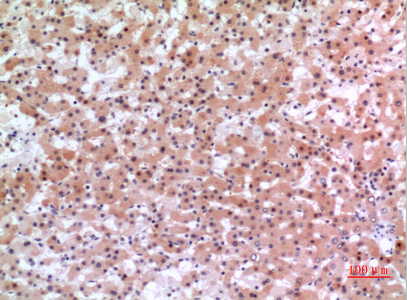 14 - Inhibin β-E Polyclonal Antibody AP73483