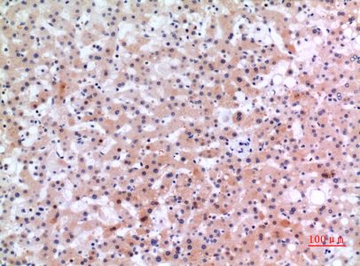 14 - Inhibin β-E Polyclonal Antibody AP73483
