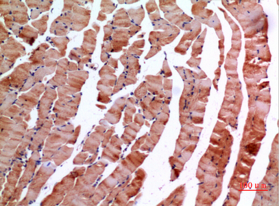 14 - Inhibin β-E Polyclonal Antibody AP73483