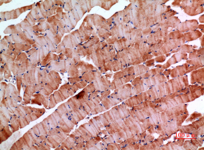 14 - Inhibin β-E Polyclonal Antibody AP73483