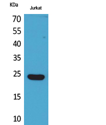 1 - IFN-ε Polyclonal Antibody AP73487