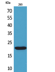 1 - CMTM6 Polyclonal Antibody AP73491