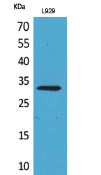 1 - KLF13 Polyclonal Antibody AP73513