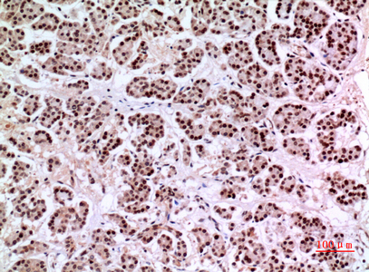 14 - KLF13 Polyclonal Antibody AP73513