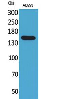 1 - NTE Polyclonal Antibody AP73546