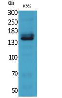 1 - RFC1 Polyclonal Antibody AP73568