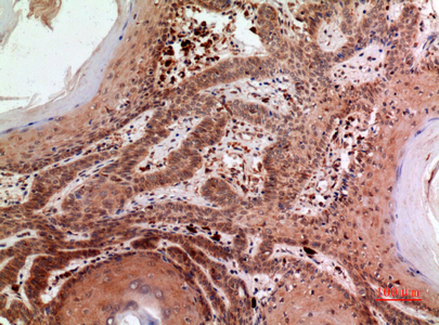 14 - RFC1 Polyclonal Antibody AP73568