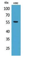 1 - Glut5 Polyclonal Antibody AP73571