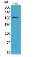 1 - CD169 Polyclonal Antibody AP73582