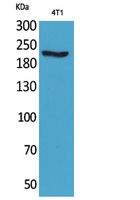 1 - MYH-pan Polyclonal Antibody AP73610