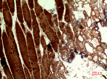 14 - MYH-pan Polyclonal Antibody AP73610