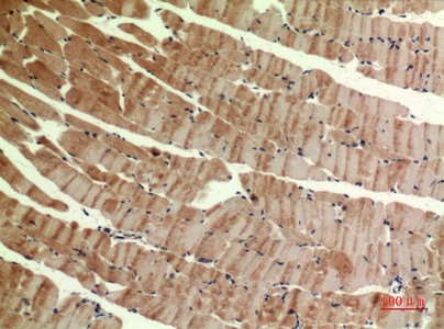 14 - MYH-pan Polyclonal Antibody AP73610