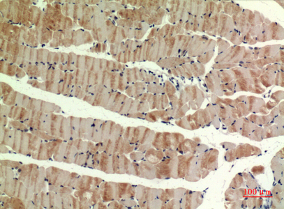 14 - MYH-pan Polyclonal Antibody AP73610