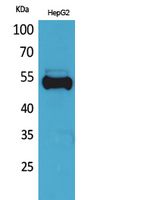 1 - Ub Polyclonal Antibody AP73615
