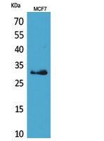 1 - KLK1 Polyclonal Antibody AP73632