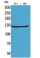 1 - Integrin αD Polyclonal Antibody AP73643