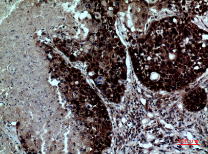 14 - Integrin αD Polyclonal Antibody AP73643