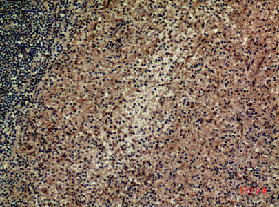 14 - Integrin αD Polyclonal Antibody AP73643
