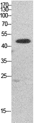1 - EF-1 α1/2 Polyclonal Antibody AP73677