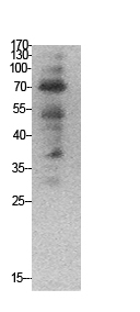 1 - Ub Polyclonal Antibody AP73681