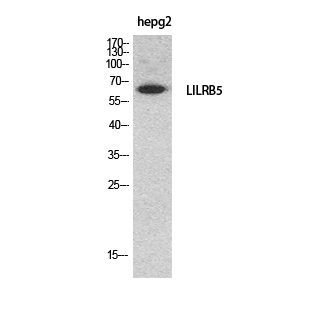 1 - CD85c Polyclonal Antibody AP73693
