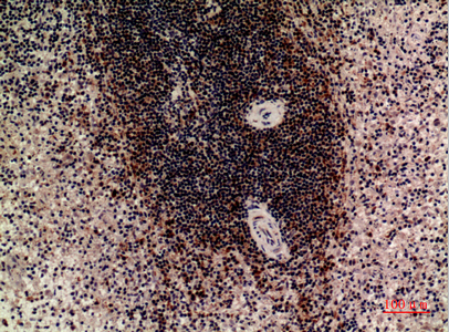 14 - CD85c Polyclonal Antibody AP73693
