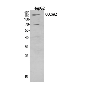 1 - COL5A2 Polyclonal Antibody AP73716