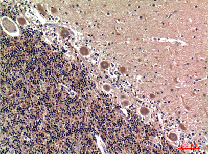 14 - RSAD2 Polyclonal Antibody AP73717