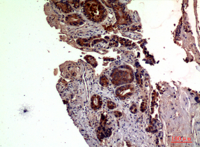 14 - RSAD2 Polyclonal Antibody AP73717