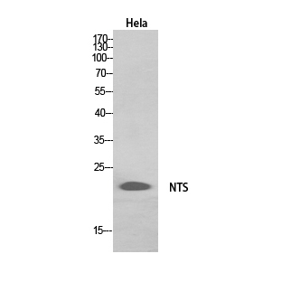 1 - Neurotensin Polyclonal Antibody AP73718