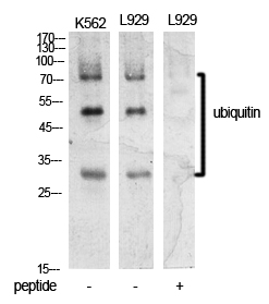 1 - Ub Polyclonal Antibody AP73724