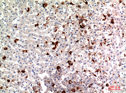 14 - Ub Polyclonal Antibody AP73724
