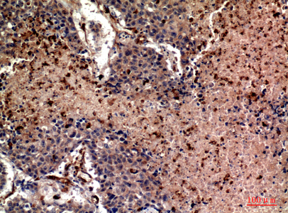 14 - Ub Polyclonal Antibody AP73724