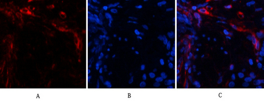 14 - Ub Polyclonal Antibody AP73724