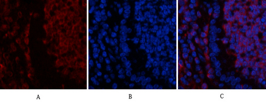 14 - Ub Polyclonal Antibody AP73724