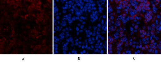 14 - Ub Polyclonal Antibody AP73724
