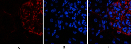 14 - Ub Polyclonal Antibody AP73724