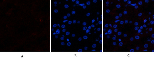 14 - Ub Polyclonal Antibody AP73724